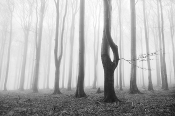 In a mysterious forest