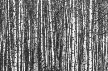 Birches II