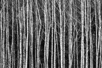 Birches III
