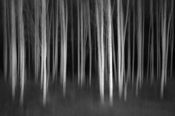 Ghost Forest