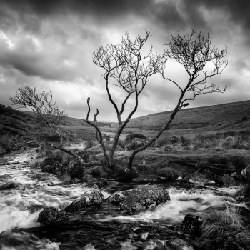 Wistmans Tree