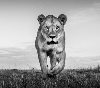 Instinct 