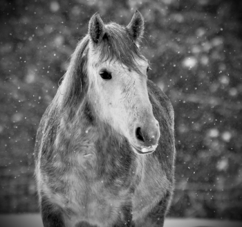 Love has a mane
