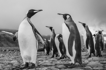 King Penguins