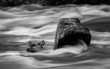 Harlequin Ducks