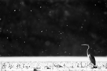 The Red in black and white