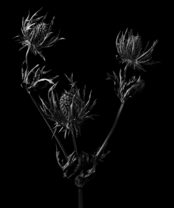 Beauty in Doubt