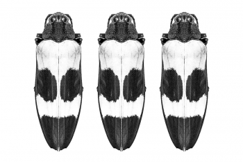Hexapods