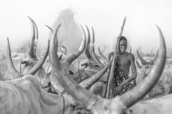 Mundari Cattle Herder