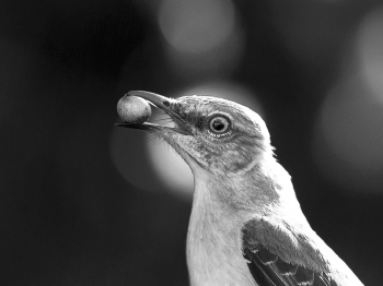 MOCKINGBIRD