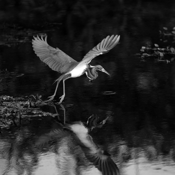 TRICOLORED HERON FISHING.