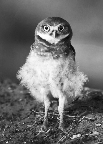 BURROWING OWL