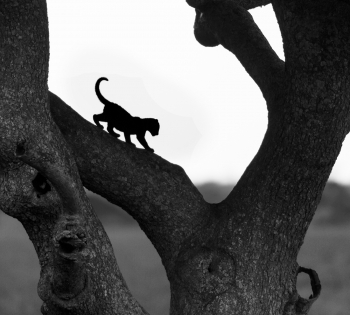 Black cat