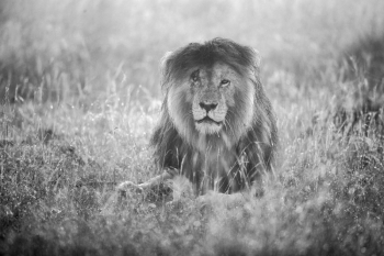 Old Lion