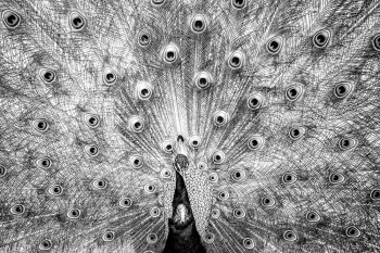 Peafowl