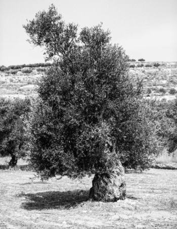 olive trees in Crete