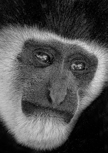 Colobus Monkey Portrait