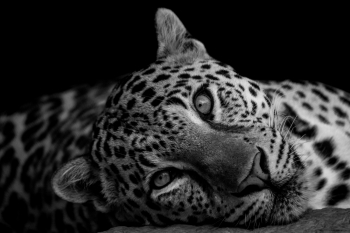 A Jaguar's Gaze