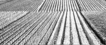 wineyards in panoramic 