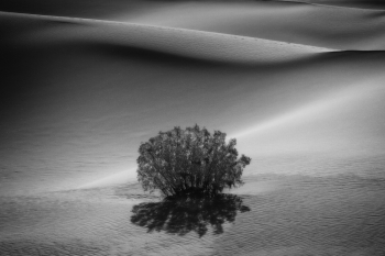 Lone Bush Death Valley
