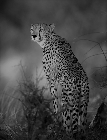 Cheetah in the morning