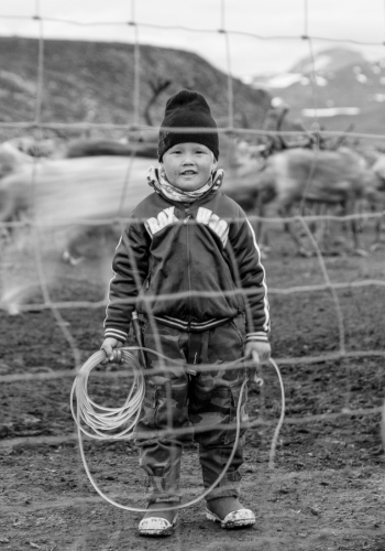 Reindeer calf branding in Swedish South Lapland