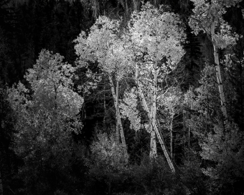 Elements of the American Landscape