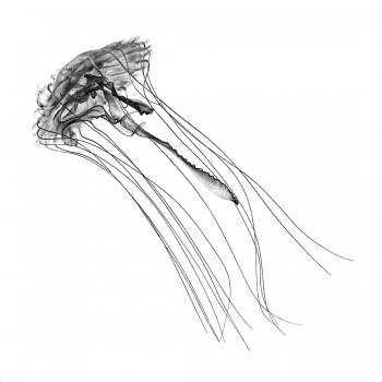 World of Jellyfish