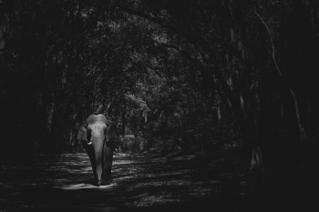 Elephant Cathedral 