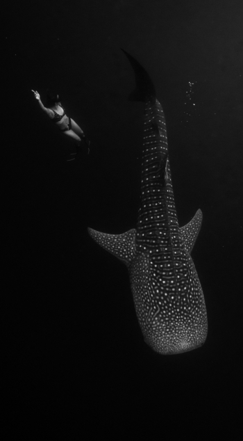 whaleshark dance