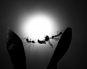 hunting ant