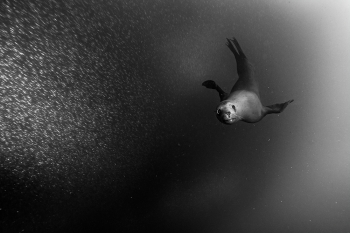 Underwater wonders