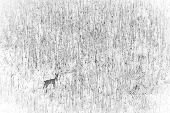 Deer in Grainfield