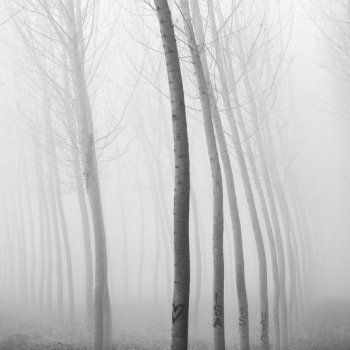 Guarda Veneta, Golena Fiume Po. Italy. November 19, 2017