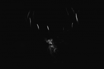 Rutting time