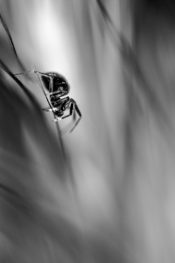 Arachnid