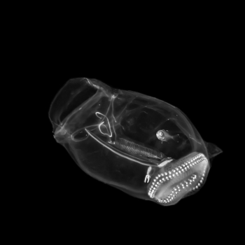 Aliens underwater