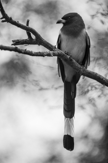 Rofous Treepie!