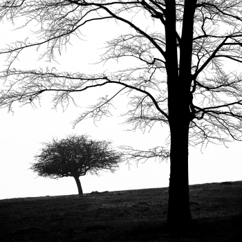 Black Deciduous Tree 