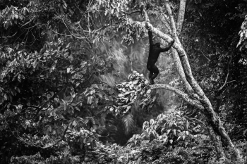 Back to the forest
