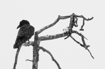 Raven