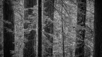 The Magic of Mount Tamalpais