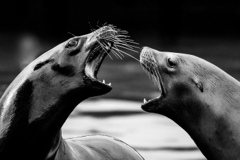 Tension of Sea Lion