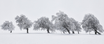 danncing trees