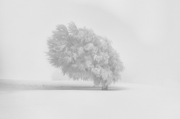 white beauty