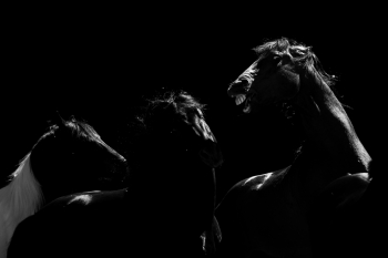 Midnight Stallions