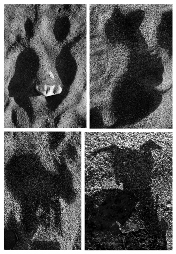 DANCING SHADOWS ON THE SAND