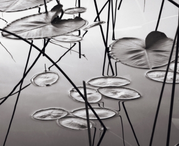 Lily Pads and Reeds, Dusk.