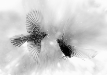 Birds in snow