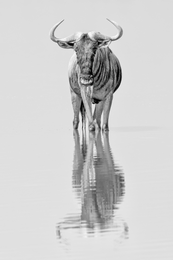 Calming Reflection